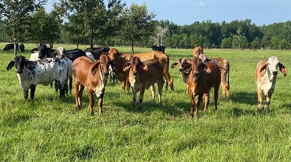 Herd of quarter-Holstein, three-quarter-Gyr cattle