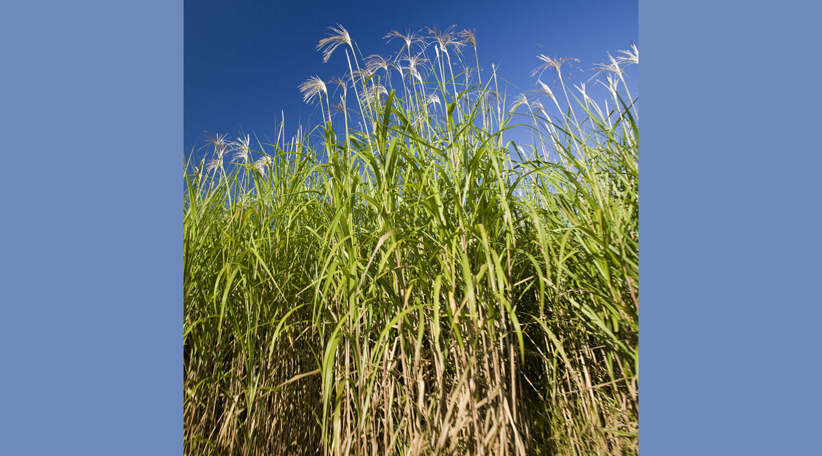 Genetics of host plants determine what microorganisms they attract