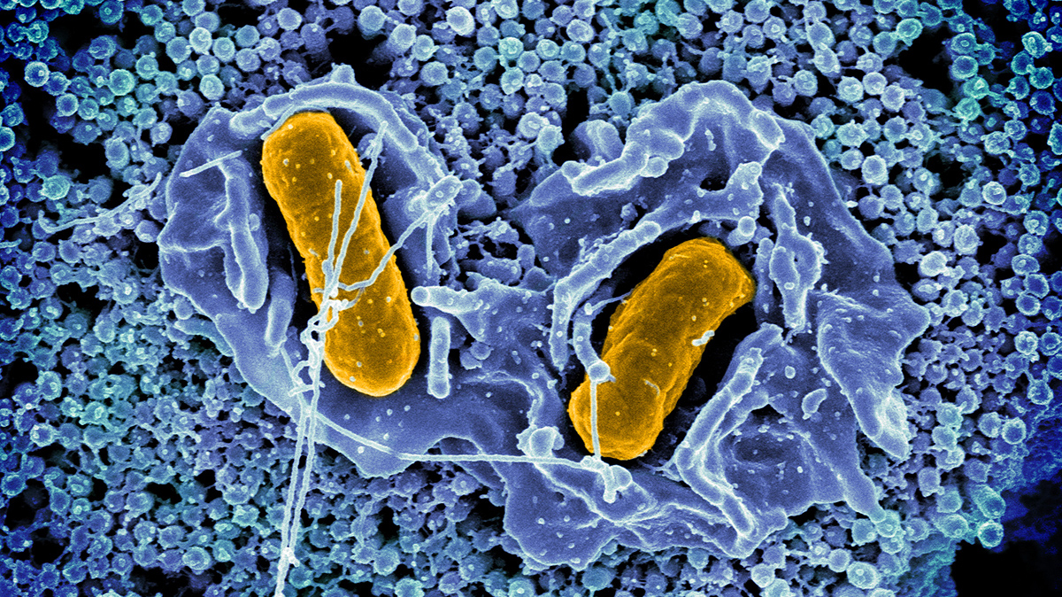 Salmonella typhimurium