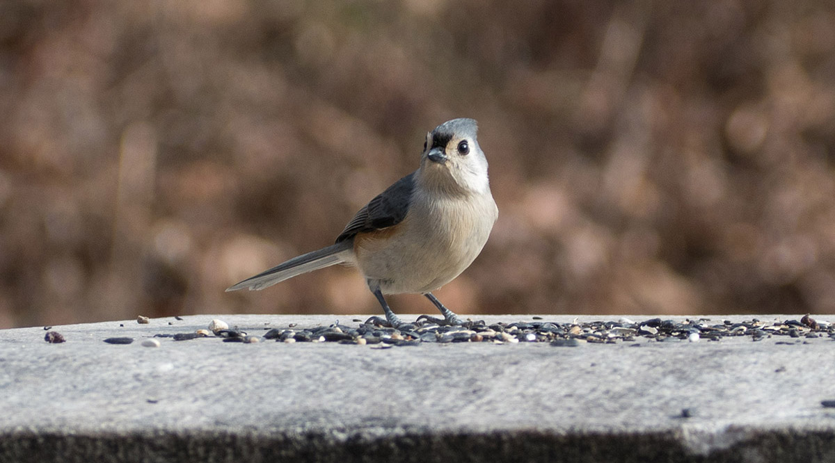 A tufted titmouse