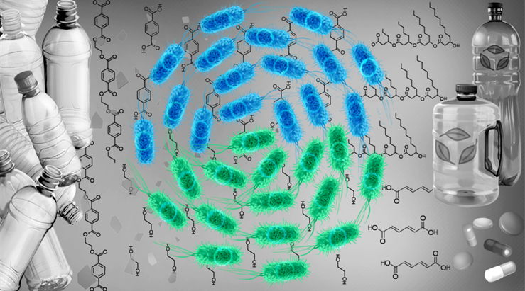 Harnessing microbial consortia to tackle plastic pollution