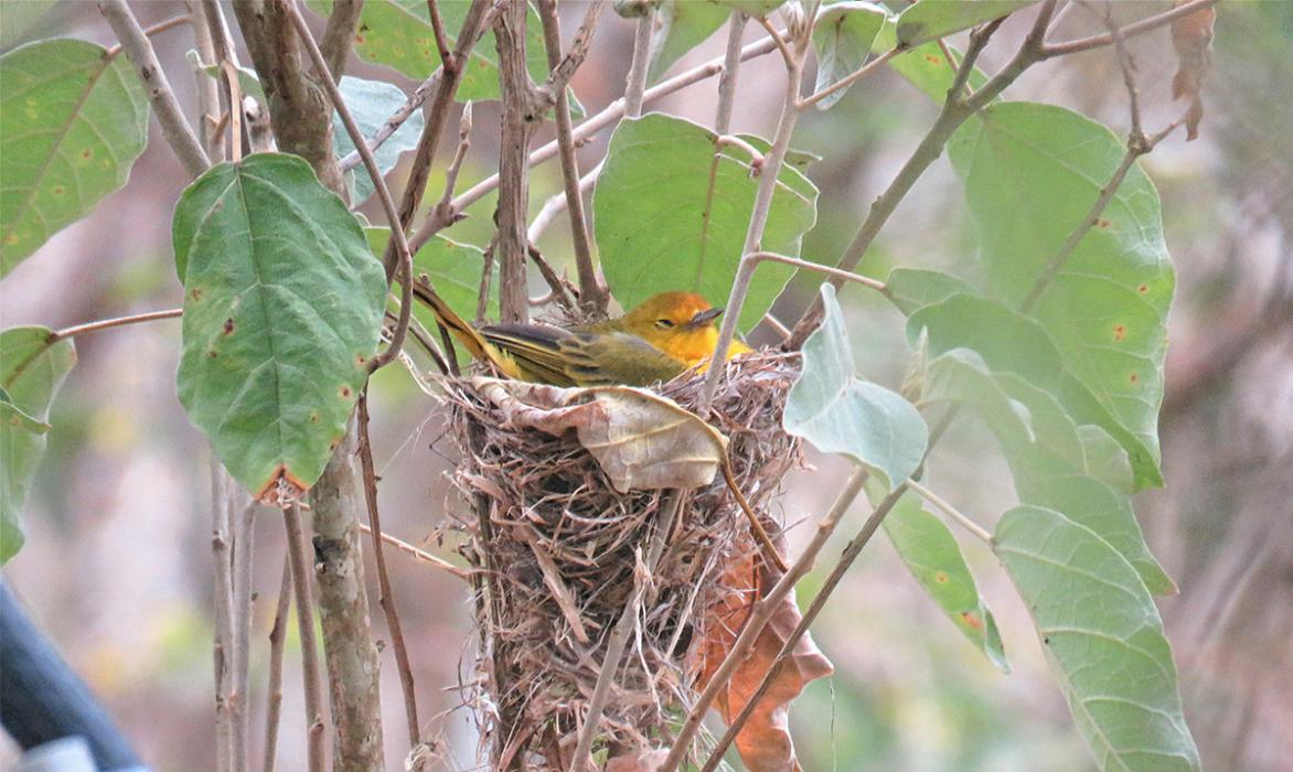 A Galápagos Island warbler population does not recognize call signaling mainland threat