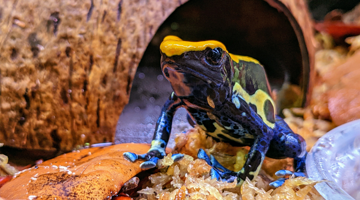 The role of toe tapping behavior in poison frogs is poorly understood.