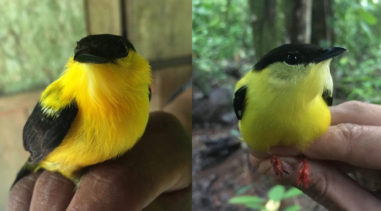  Two hybrid morphs found at the phenotypic transition zone, where hybrids visually appear more mixed between the two parental species.