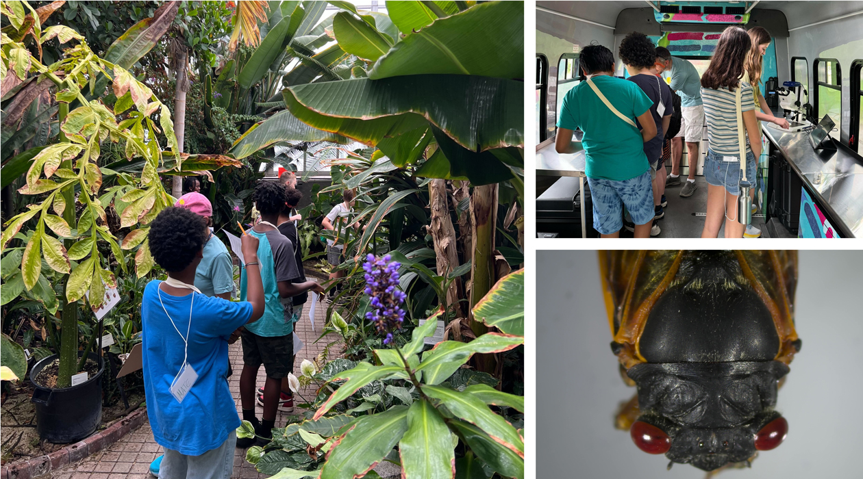 Campers practice identifying plants in the Conservatory Greenhouse on campus (left), and imaging plant and insect specimens on the mobile lab bus (top right). The bottom right shows a cicada viewed through a microscope. 