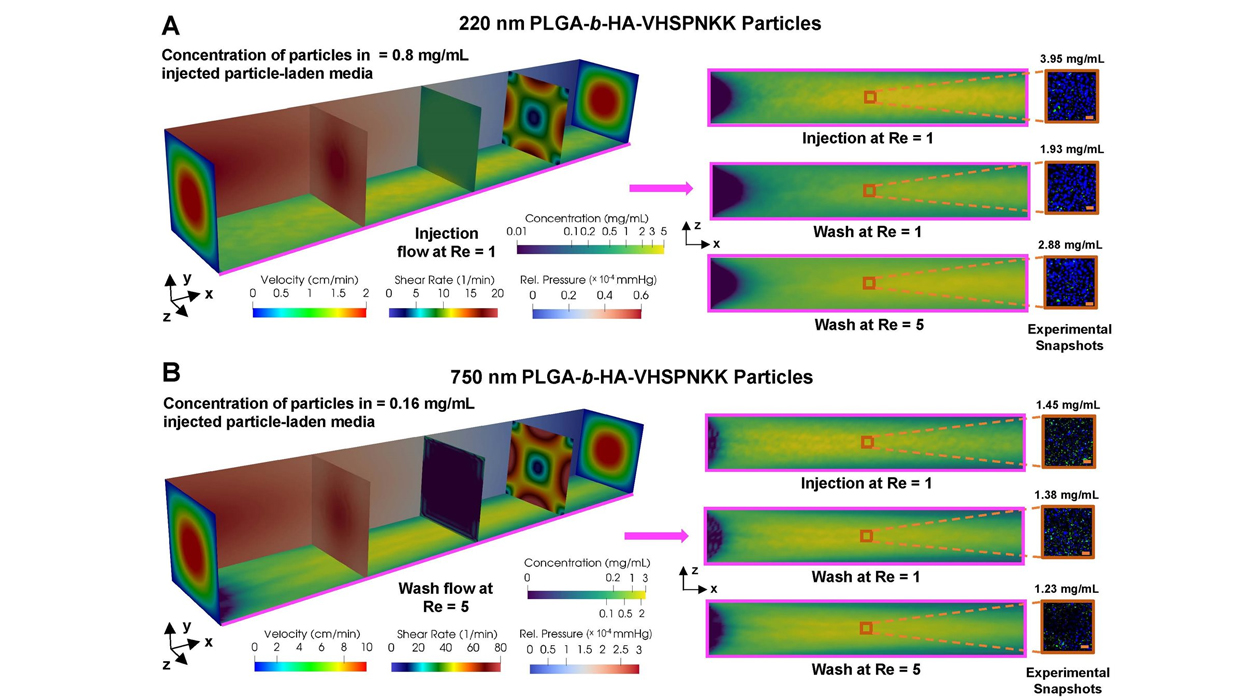 Chamber flow simulation for particle adhesion for 220 nm particles (top) and for 750 nm particles (bottom). Larger particles show greater retention after the wash stage than smaller particles.