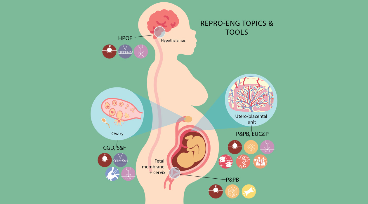 "The work will focus on germ cell development (GCD), hypothalamic-pituitary-ovarian function (HPOF), spermatogenesis and fertilization (S&F), embryo-uterine crosstalk and pregnancy (EUC&P), and placentation and preterm birth (Pl&PTB).