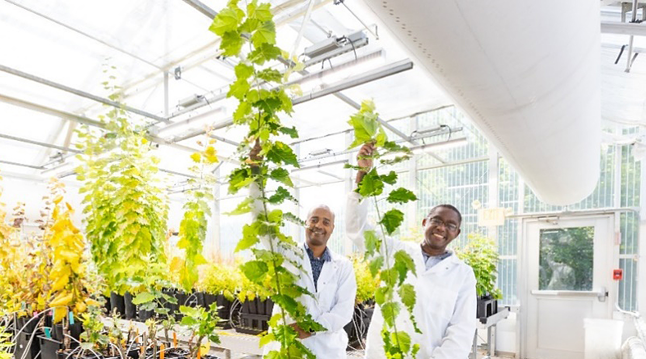 From left, ORNL’s Biruk Feyissa holds a five-month-old poplar tree expressing high levels of the BOOSTER gene, while colleague Wellington Muchero holds a tree of the same age with lower expression of the gene. Credit: Genevieve Martin/ORNL, U.S. Dept. of Energy