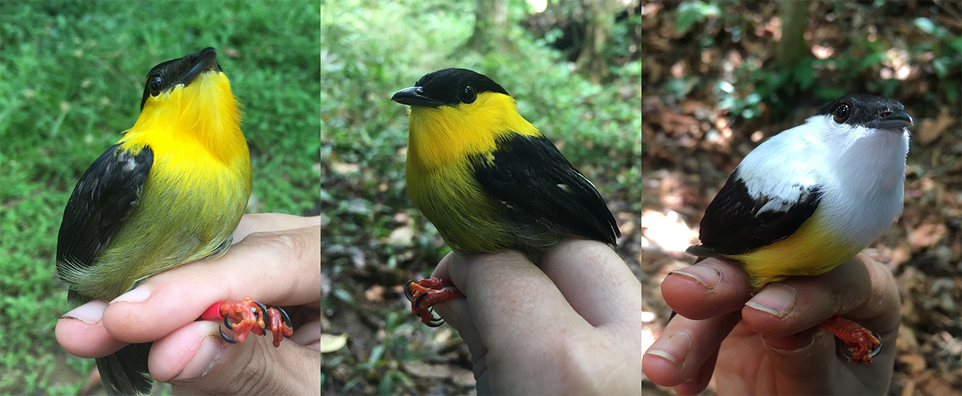 Side by side comparison of the golden-collared manakin (left), the white-collared manakin (right), and a hybrid (middle) taken from the genomic center, where hybrids are most genetically mixed yet resemble golden-collared parents.