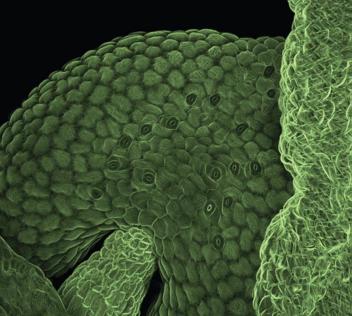 Green frontiers<br /><br />
Zeiss LSM 710 Confocal Microscope