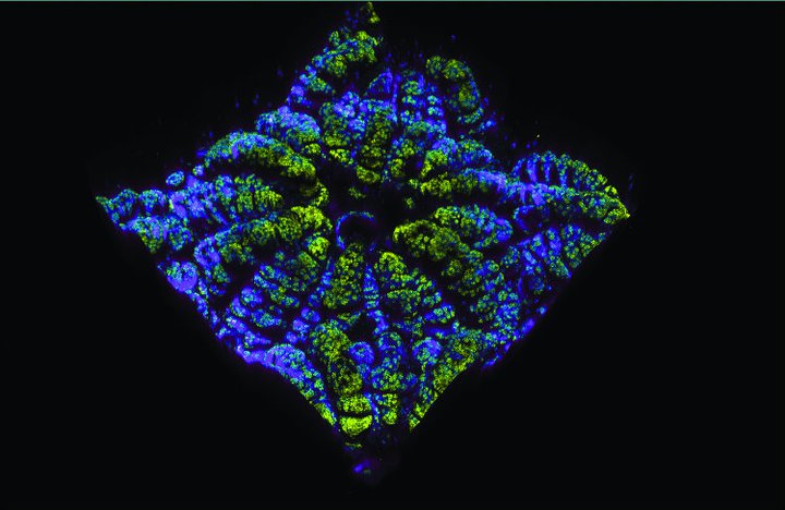 Sea-green symbiosis<br />
Zeiss LSM 710 Confocal Microscope