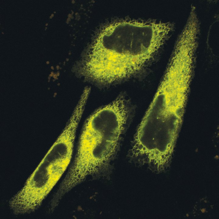 Cellular light switch<br /><br />
Zeiss LSM 700 Confocal Microscope