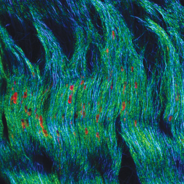 Warp and weft<br /><br />
Zeiss LSM 710 Confocal Microscope