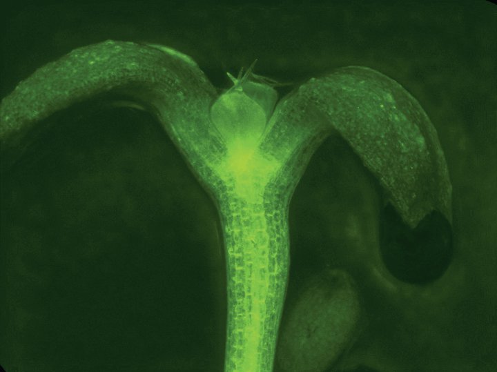 Depth of perception<br /><br />
Zeiss LSM 710 Confocal Microscope