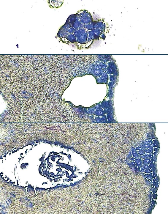 Hive mind<br /><br />
Zeiss 710 LSM Confocal Microscope