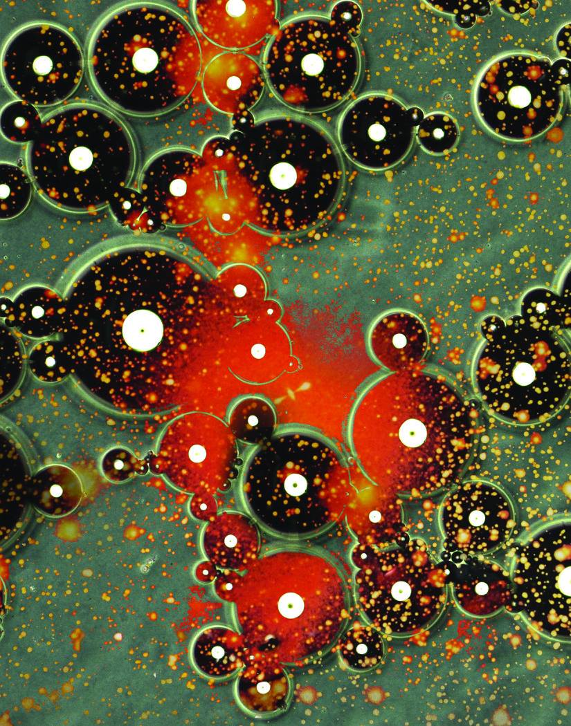 Zeiss Stereolumar v12 microscope<br />
Jinrong Chen<br />
Hyunjoon Kong Laboratory<br />
Funded by the NIH