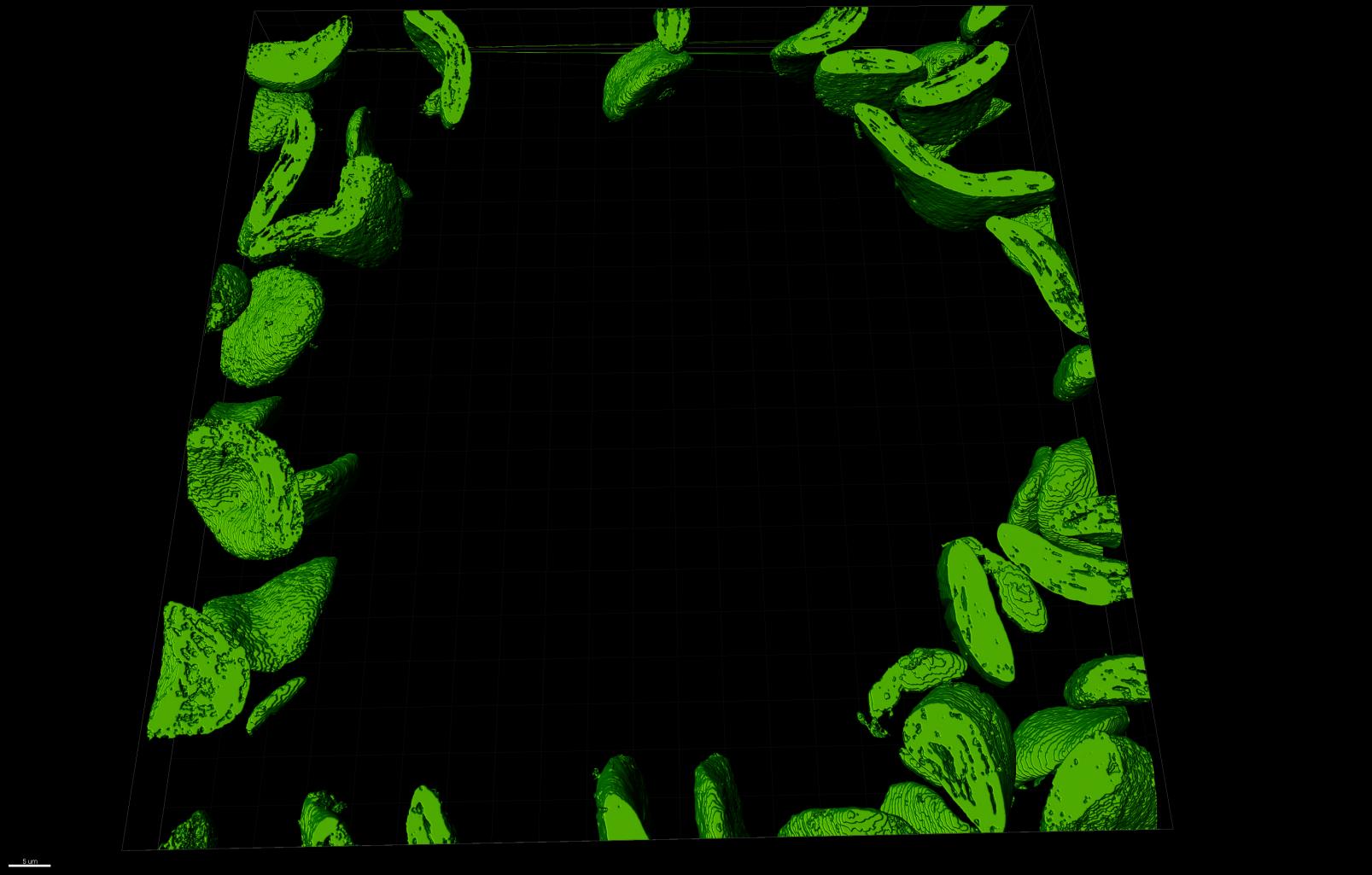 Segmented Chloroplast