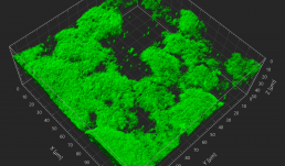 3D reconstruction of Salmonella Typhimurium biofilms in presence of differentially charged micro-nanoplastics (MNP).