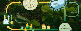The biocatalyst developed by Wei's laboratory enables the recovery of phosphate, a vital plant nutrient, from biorefinery wastewater. / Katie Brady
