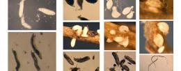 Soybean cyst nematode. Image credit Esmaeil Miraeiz. 