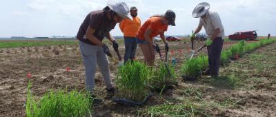 Erik Sacks, right, and his team trim miscanthus starts at the Illinois Energy Farm. Credit: CABBI