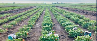 Photorespiration bypass soybean field trials at the University of Illinois Urbana-Champaign Energy Farm / Katherine Meacham-Hensold
