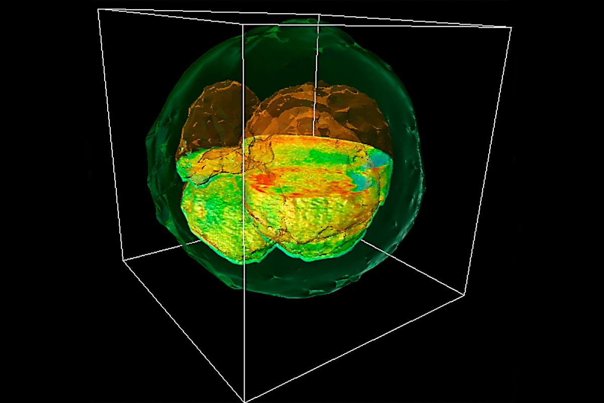 A GLIM image of a rendered cow embryo that was cut through the center to reveal internal structures.