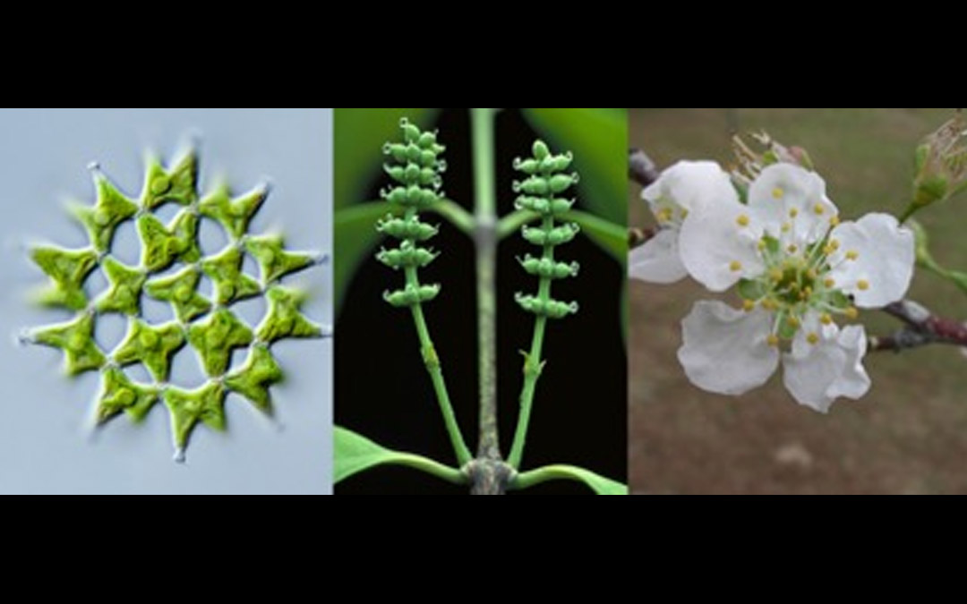 Green alga Lacunastrum gracillimum, female cones of gymnosperm, Gnetum gnemon, and cherry tree flower, Prunus domestica.