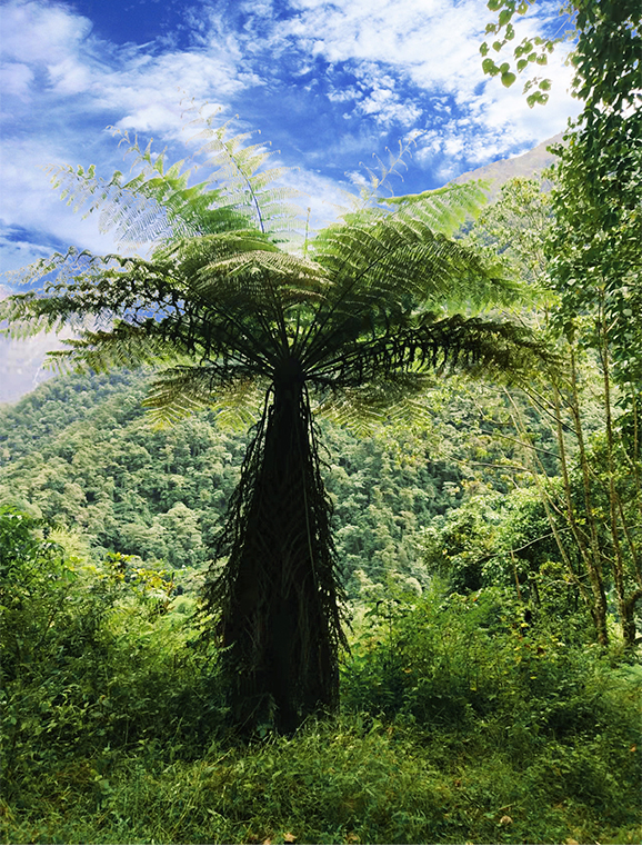 Alsophila spinulosa in a forest 