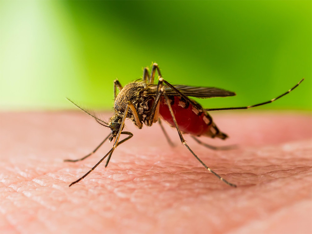 Mosquitoes can carry a variety of infectious diseases that until now were difficult and expensive to diagnose.