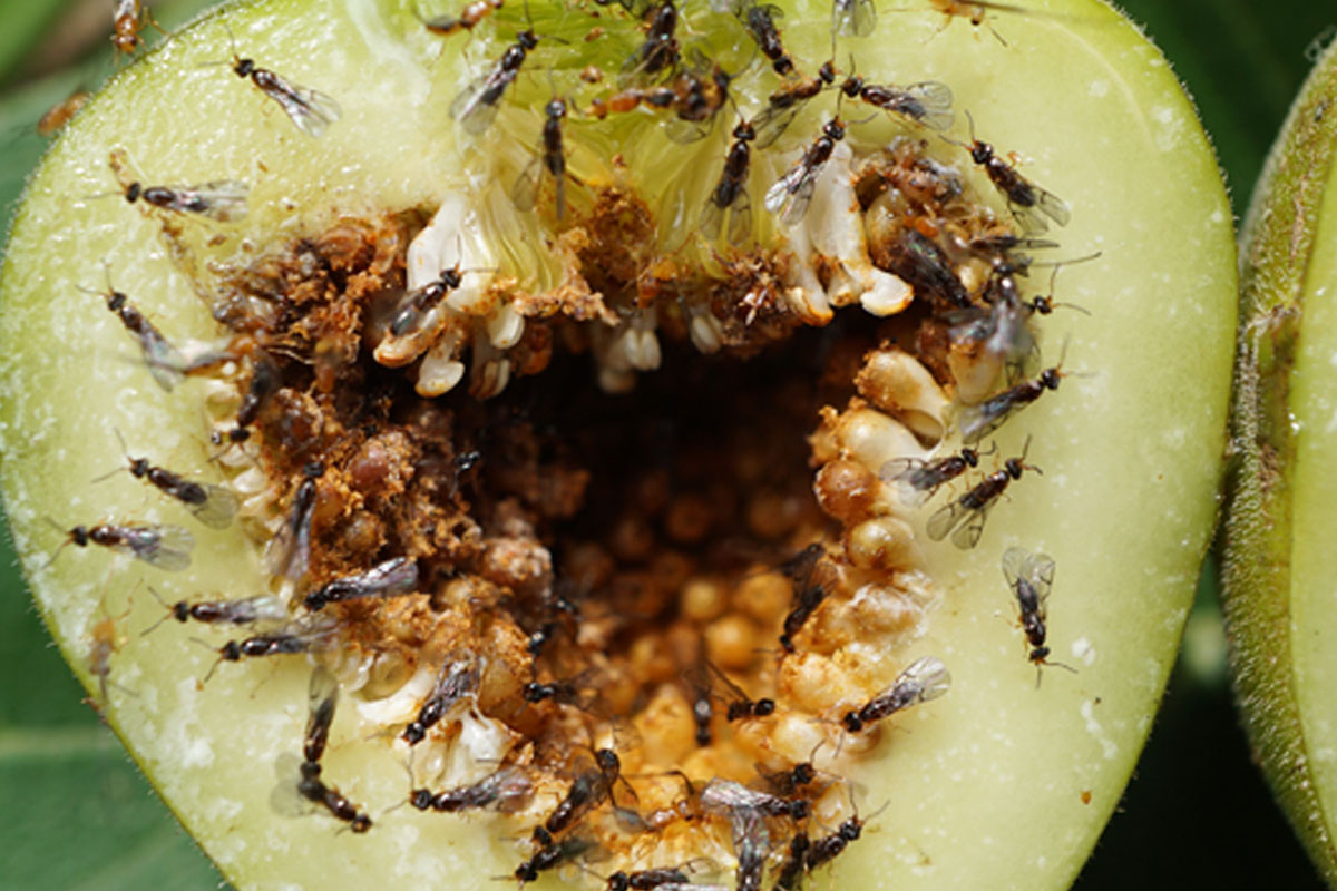 Each type of banyan tree has a distinctive fig and is pollinated by a single species of wasp that has coevolved with it. Pictured is the fig of Ficus hispida and its pollinator, the wasp Ceratosolen solmsi marchali.