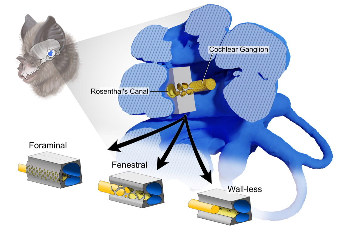 Evolutionary patterns of ganglion canal wall in the inner ear of bats