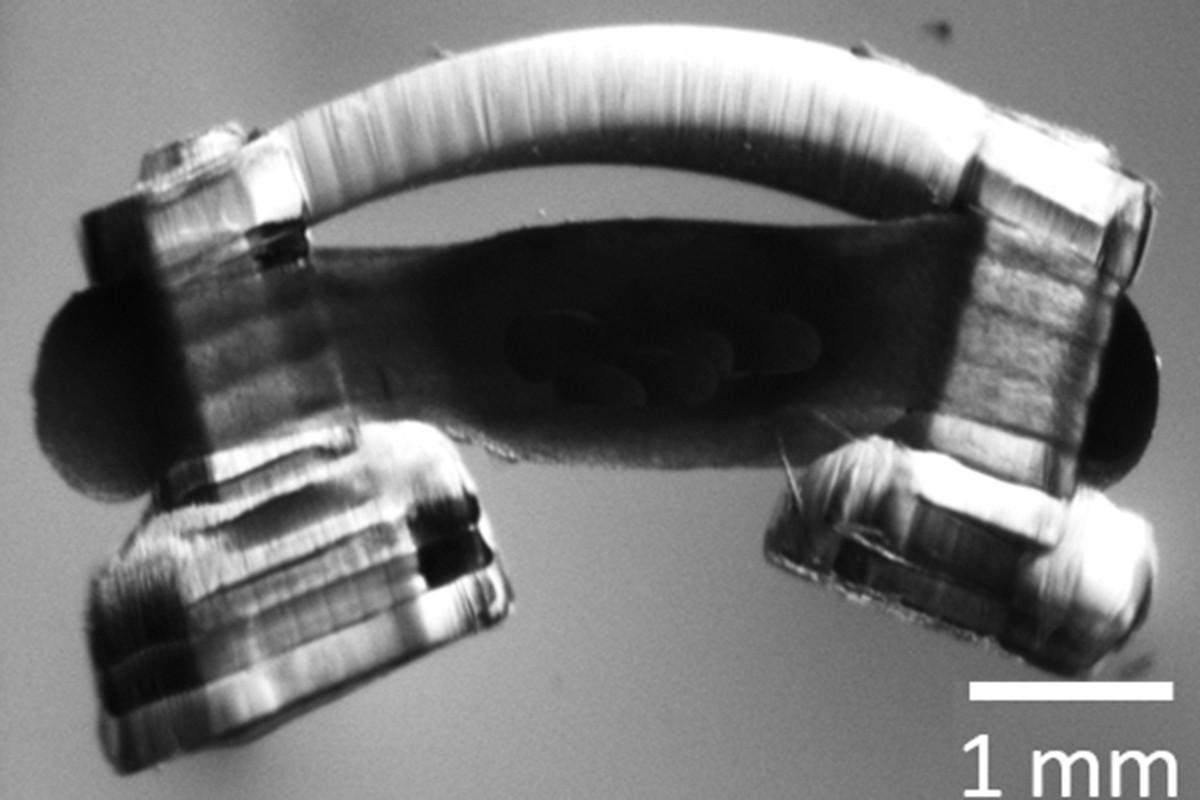 Bio-bots are propelled by a ring of muscle on a hydrogel skeleton. Illinois researchers have been the first to innervate them with rat spinal cord segments, giving the “spinobots” a natural walking rhythm.