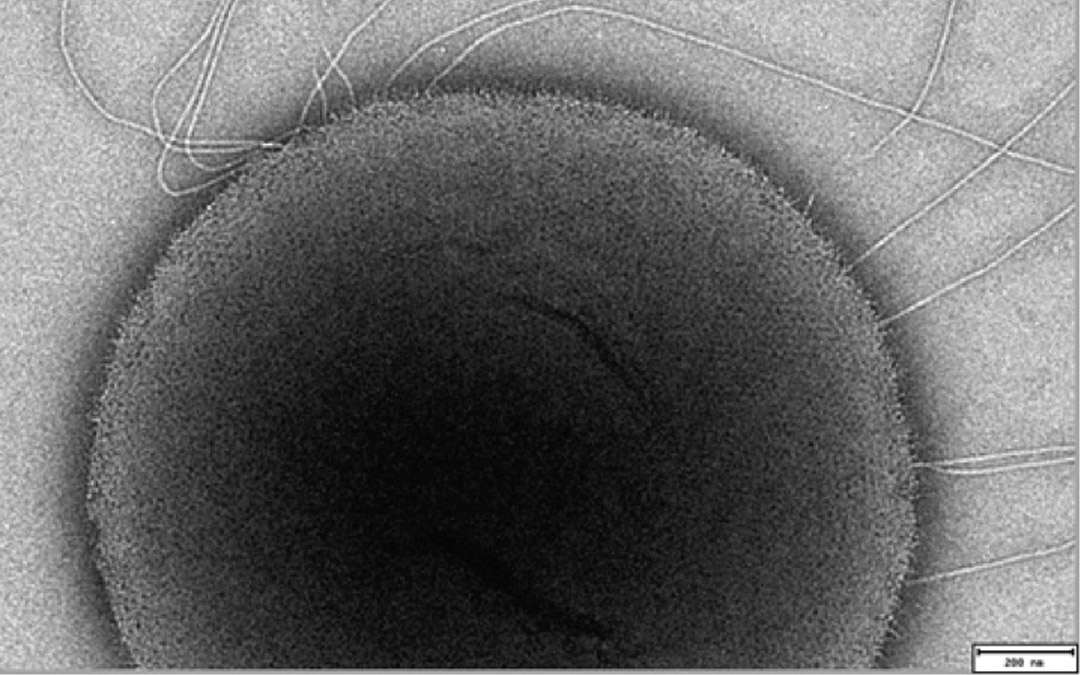 Sulfolobus islandicus cell from Kamchatka, Russia showing crystalline S-layer coating the surface.