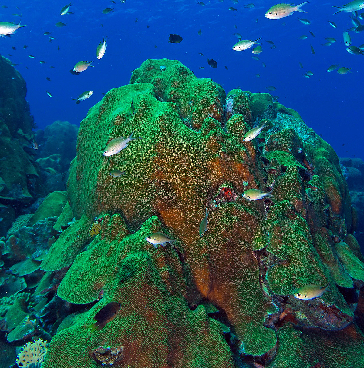 O. faveolata colonies at Playa Kalki, which borders the island of Curaçao in the Caribbean Sea. The corals form massive colonies with knobby ridges the flair out at the bottom. 