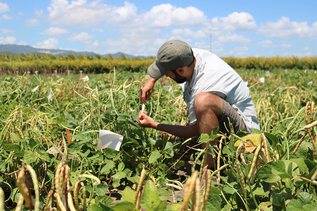 Collaborative RIPE team prove leaf width-biomass correlations in cowpea