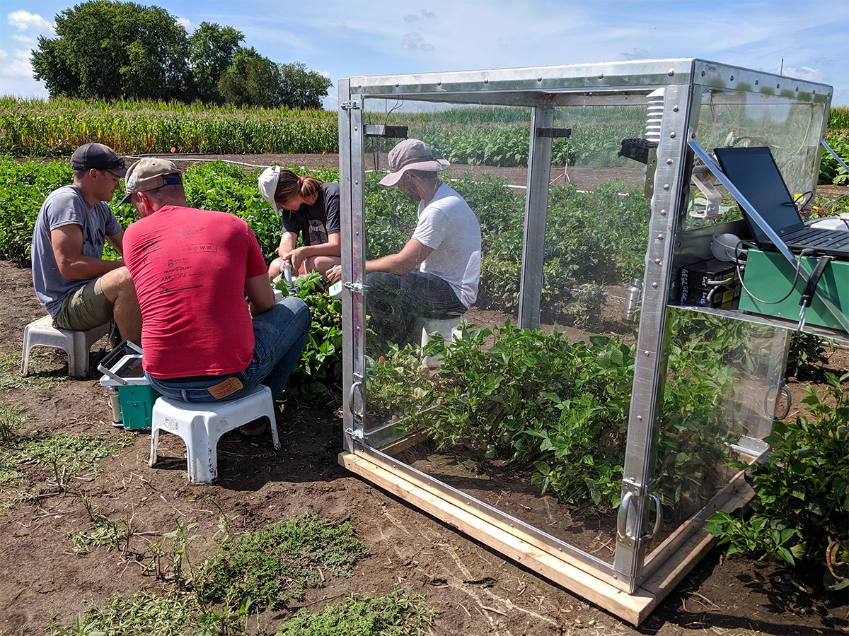 Team led by Anthony Digrado collecting data from the cowpea population.