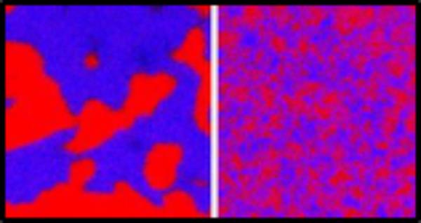 Phase separation of two bacterial communities. Two distinct V. cholerae strains (red, blue) co-cultured on solid agar generate spatial structure when both have a T6 toxin-tipped nanoweapon (left) and are well-mixed when neither have the T6 system (right). Adapted from McNally, et al. Nature Communications (2017). 