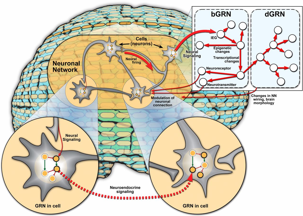 Neuronal network (NN)–gene regulatory network (GRN) interactions. Spatial dimensions (Bottom): Different cells (neurons), connected by the NN, may exhibit different GRN activities, even though the GRN itself is unchanged. GRN includes activating (green arrow) and repressive (red hammer) relationships between genes (circles). Gene expression is indicated by black or gray border, representing high and low expression, respectively. Signals carried by NN may influence gene expression in a cell (arrow labeled “Neural Signaling”), and activity of the GRN in one cell may influence gene expression in another cell, for instance via neuroendocrine signaling. Temporal dimensions (Top Right, thicker arrows indicate faster interactions): Fast (millisecond-to-second scale) message transmission by the NN (“Neural firing”) can induce, via neural signaling, the activity of immediate early genes (IEGs) associated with behavior, setting off a cascade of slower transcriptional and epigenetic changes mediated by a behavioral GRN (bGRN) on the scale of seconds to days. These changes may feed back to the NN if levels of neuroreceptors or neurotransmitters are affected. In some cases, bGRN-mediated changes can lead to developmental changes, mediated by dGRNs, on a slow timescale of days, months, or even across generations. These slow developmental changes may affect brain morphology and cause neuronal growth or rewiring, thus feeding back into the NN.