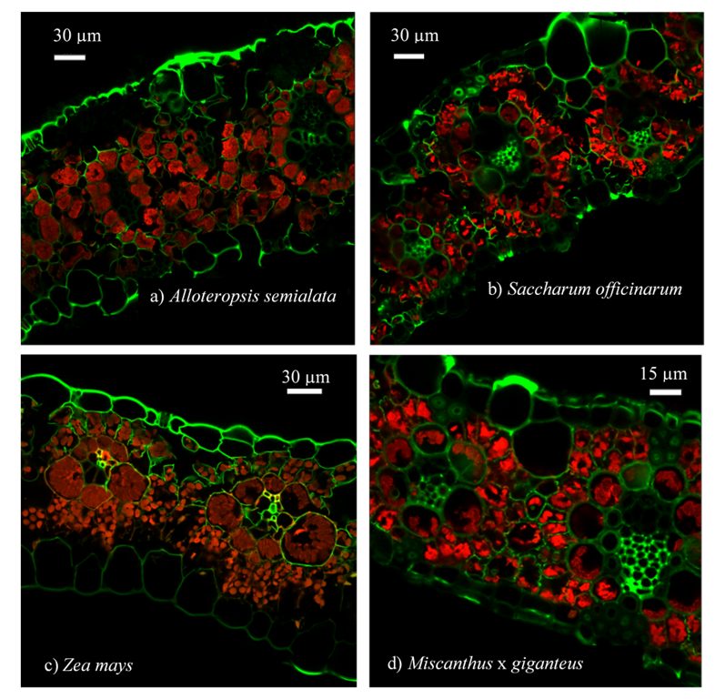 By analyzing these cross sections of leaves, scientists debunked a long-held theory that several grass crops are susceptible to cold because they lack the space in their leaves needed to boost photosynthetic efficiency in low temperatures.