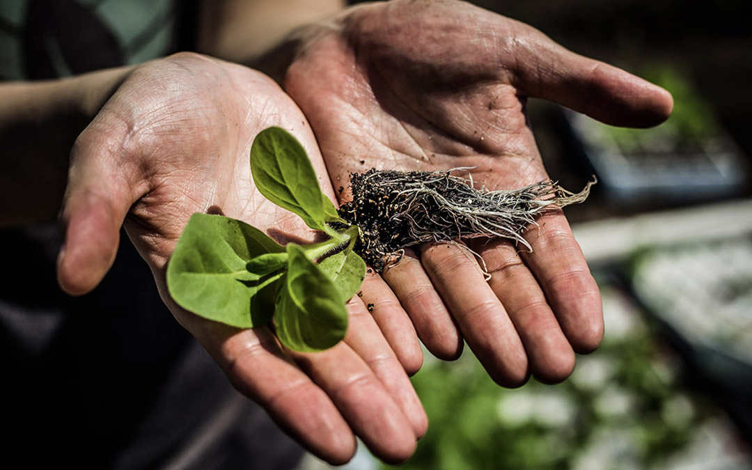 Scientists plant tobacco seedlings by hand to test alternate photorespiratory pathways in real-world field conditions. They found that these synthetic shortcuts boost productivity by 40 percent, and will now apply this breakthrough to boost the yield of food crops.