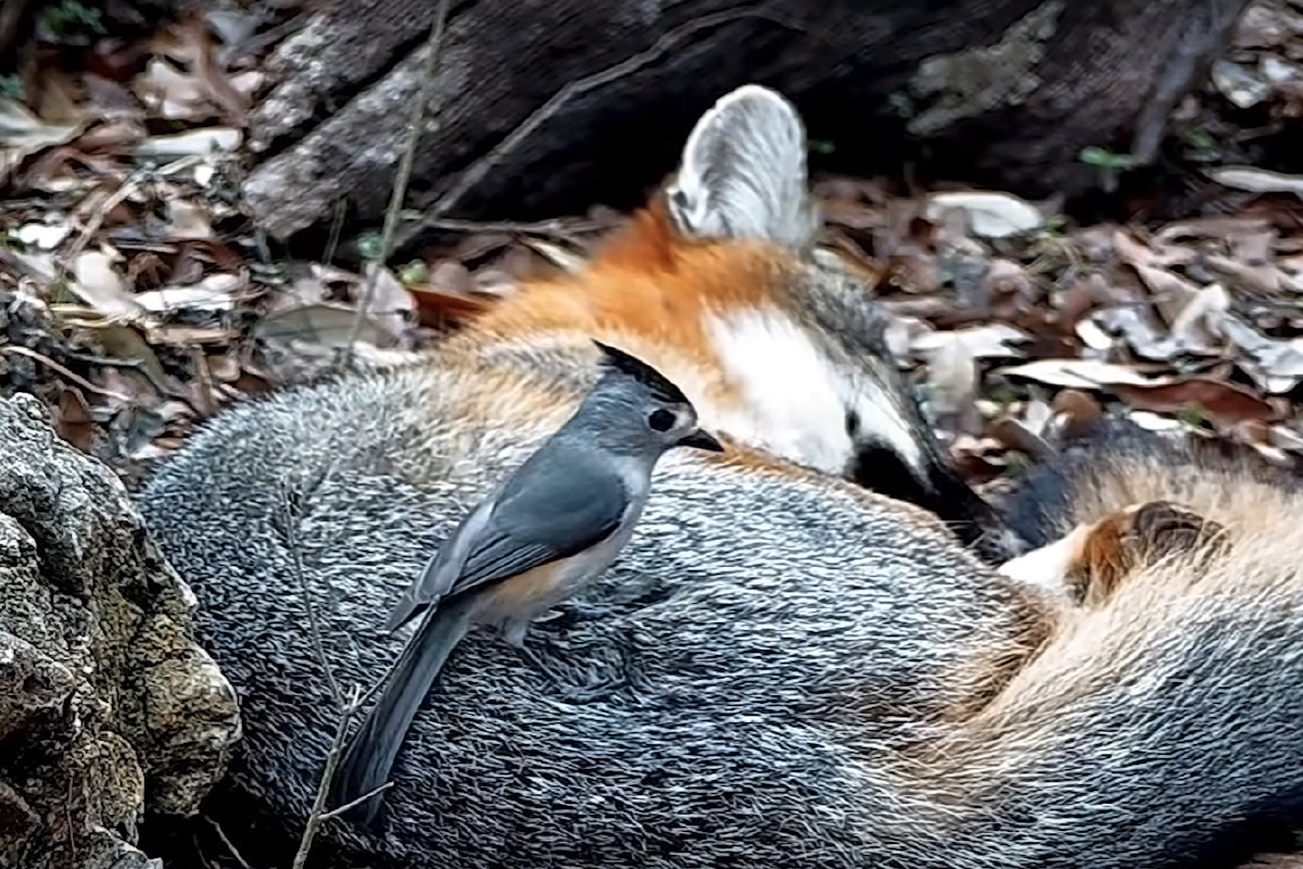 Screenshot from a video of a black-crested titmouse stealing fur from a sleeping fox, from the YouTube channel Texas Backyard Wildlife.