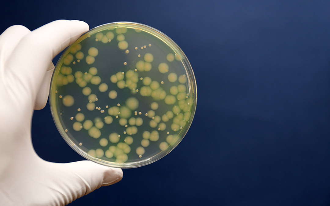 Professor of Microbiology Rachel Whitaker, with graduate students Whitney England and Ted Kim, are using pseudomonas aeruginosa as a model system for health effects of viral/bacteria interactions.