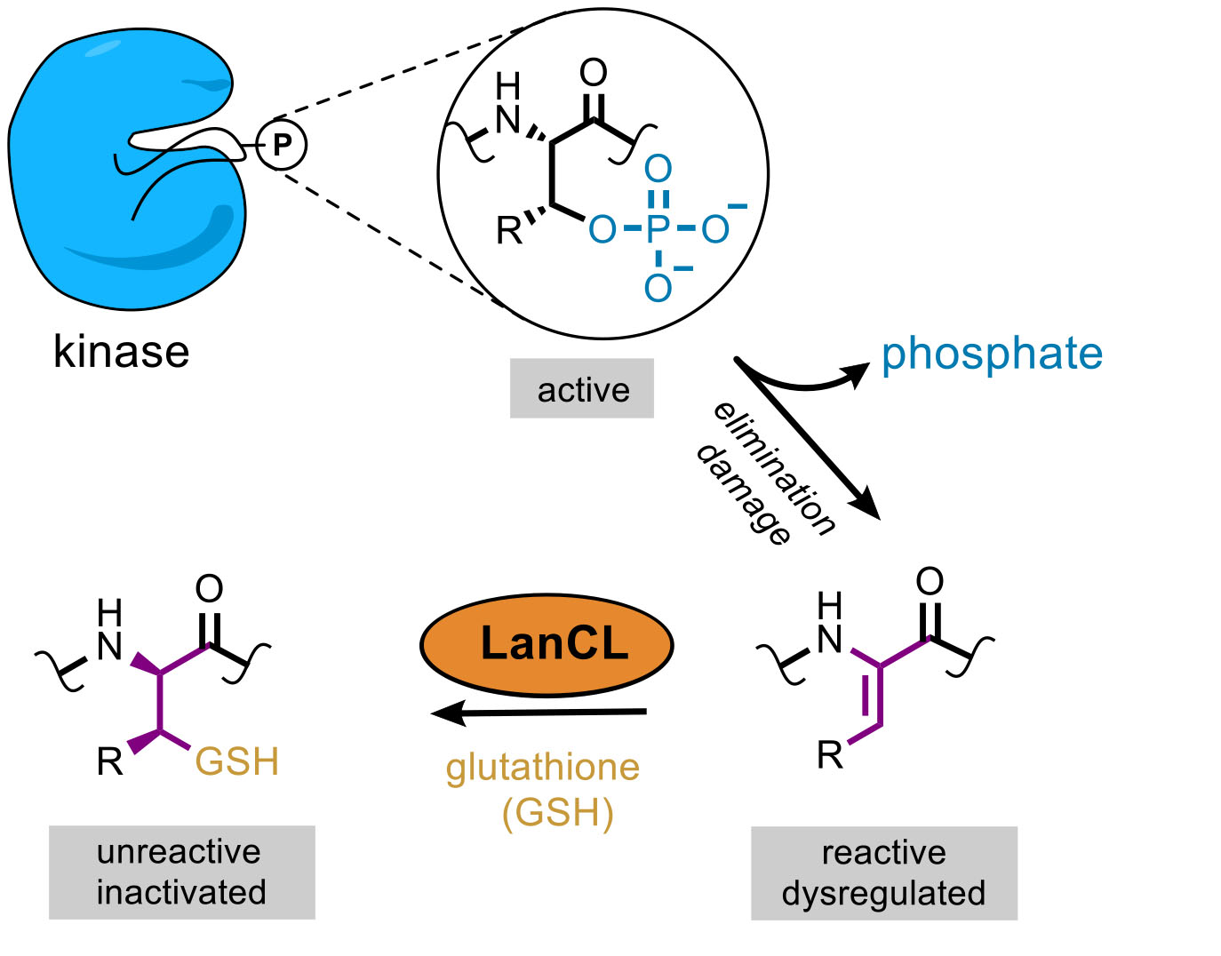 Removing the phosphate group from kinases can activate them, which can be problematic. LanCL adds glutathione to these kinases, after which they became deactivated.