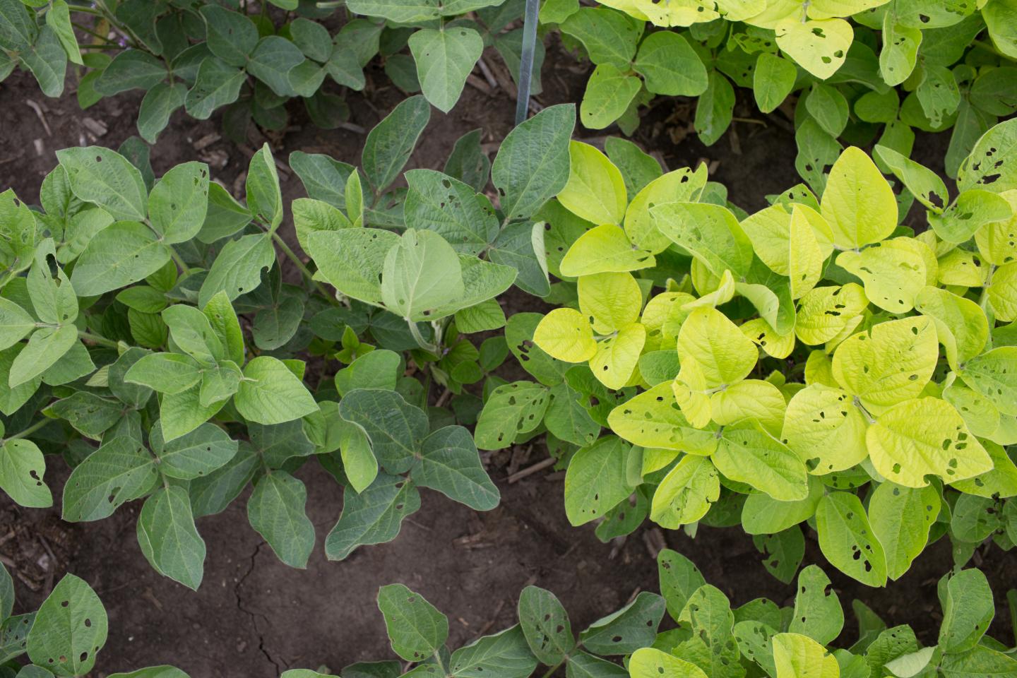 Scientists have designed plants with light green leaves to allow more light to penetrate the crop canopy to increase photosynthesis and yield; however, models show these plants likely require less nitrogen and photosynthesis is hardly affected.