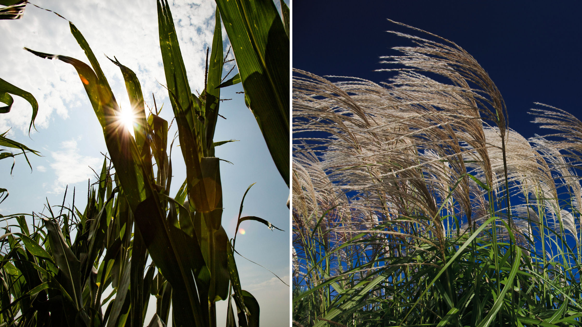 Former Illinois Summer Fellow from the University of Oxford Robert Collison, former post-doctoral researcher Charles Pignon, and former Illinois Summer Fellow from Oxford Emma Raven discovered that altered light conditions were the cause of a maladaptation that limits photosynthesis in the bottom leaves of maize and the bioenergy crop Miscanthus.