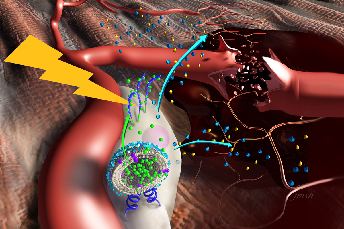 Nanostimulators bind to the surface of stem cells, delivering agents that spur the cells to release factors that promote blood vessel growth and modulate inflammation in damaged muscle.