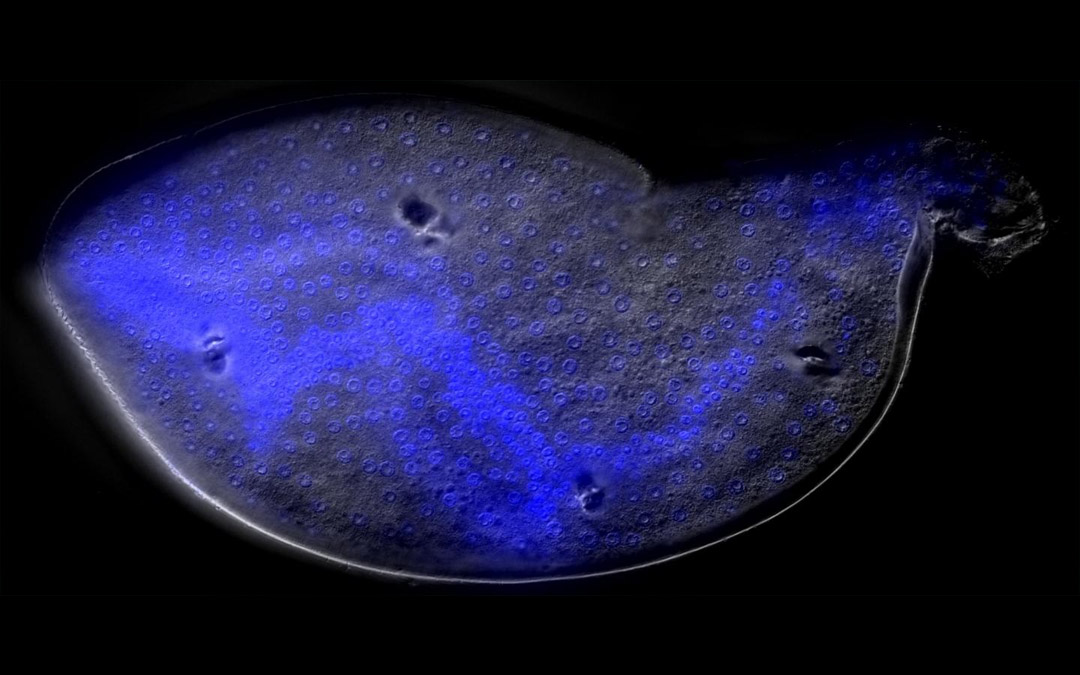 Female soybean cyst nematode showing seam cells in blue.