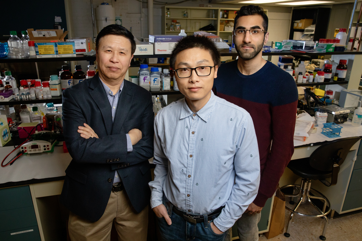 Researchers, including, from left, Ning Wang, a professor of mechanical science and engineering; postdoctoral fellow Jian Sun; and doctoral student Erfan Mohagheghian discovered that mechanical forces on cells can boost gene expression in the nucleus.