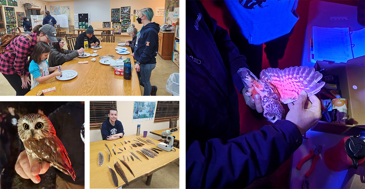 Participants dissect and extract bones from owl pellets (top left), a saw-whet owl in the hand (bottom left), a display of feathers from birds in Illinois (middle bottom), researchers aging an owl by shining ultraviolet light on the wing underside (right).   